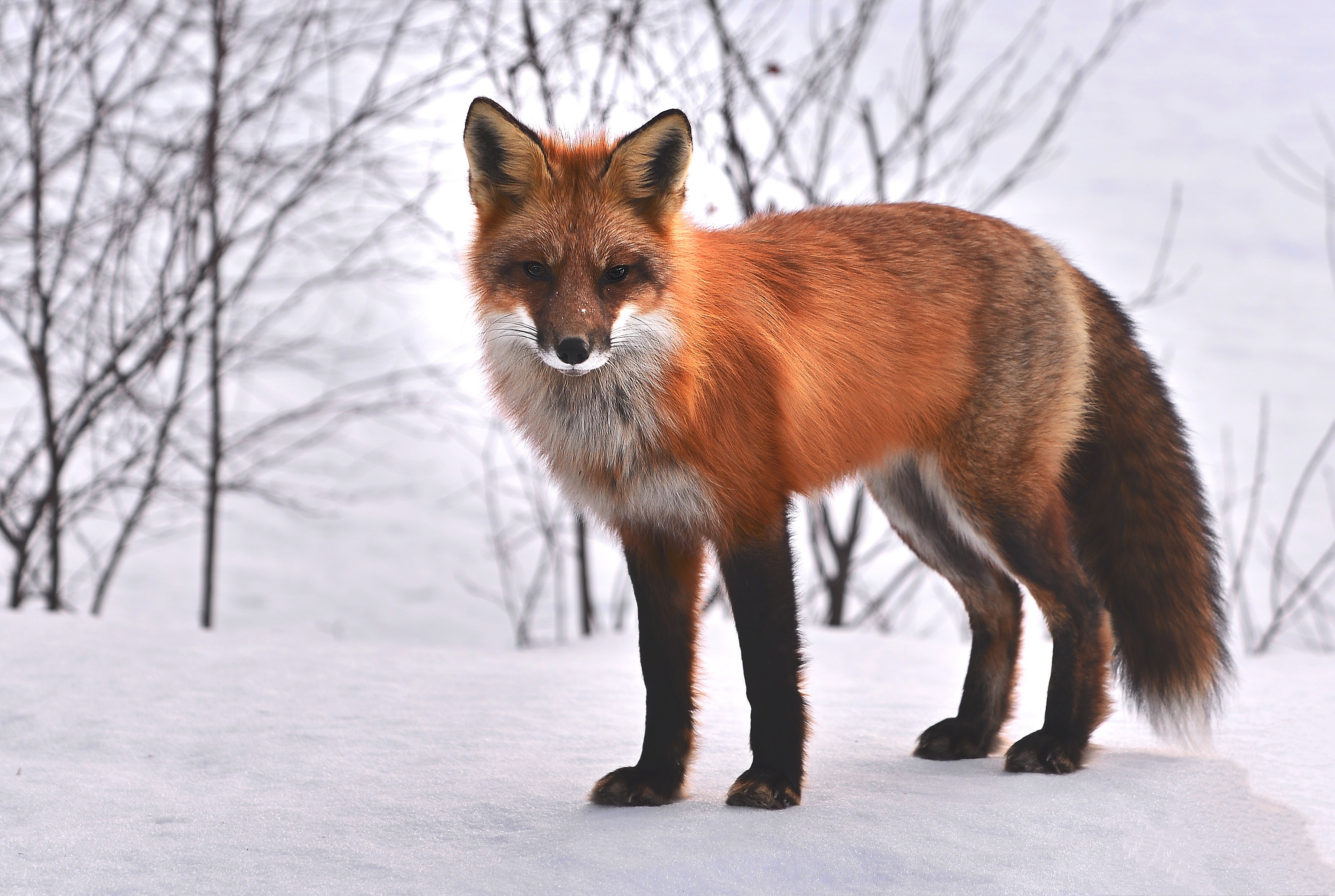 Lov na Vladimirovačku lisicu i šakala 13. februara
